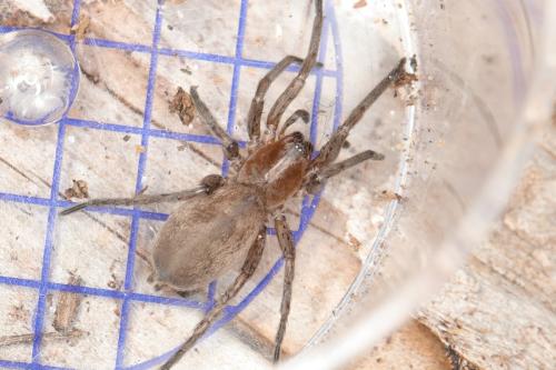 Drassodes sp.
